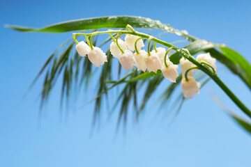 lily of the valley flower on a blue background - 363317407