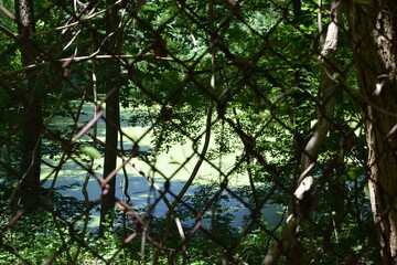 Fototapeta premium A swamp in the woods