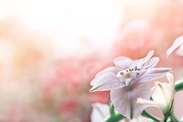 cute flower close-up with copy space, floral background - 363317495