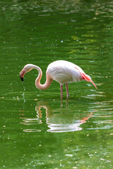 Pink Flamingo - Phoenicopteriformes stands in the pond water, has its head in the water and hunts for food. Its image is reflected in the water