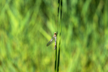 The dragonfly on a blade of dry grass has retracted wings. The background is blurred by the photo technique and has a nice bokeh.
