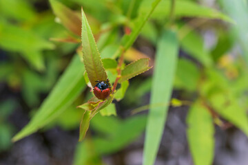 Red beetle with a black head on a green leaf in the grass.