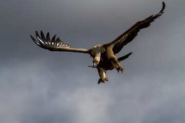 Sesión de buitres leonados 