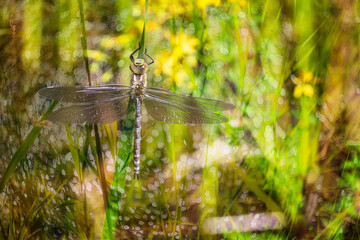 Dragonfly - Odonata with outstretched wings on a blade of grass. In the background is a beautiful bokeh created by an old lens.