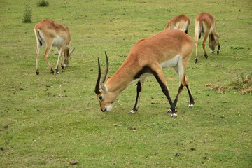 Antelope