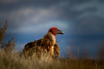 Sesión de buitres leonados 