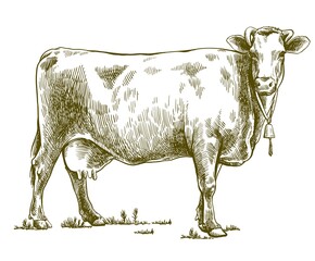 breeding cow. animal husbandry. livestock illustration on a white