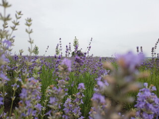 A lot of lavender flowers on the field. Flowering lavender field.