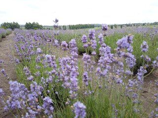 A lot of lavender flowers on the field. Flowering lavender field.