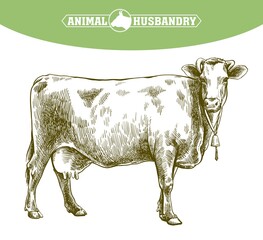 breeding cow. animal husbandry. livestock illustration on a white