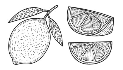 Lemons. Set of black and white citrus fruits. Whole lemon, slice, cut pieces, plant leaves. Vector hand drawn. Stylized linear illustration. Isolated on white background. Coloring book.