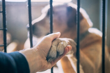 Close up of male hand holding homeless dog's paw through the kennel lattice