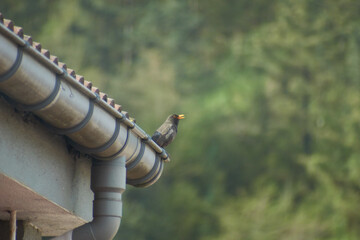 bird on a house
