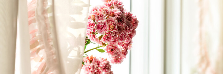 pot plant pink blossom near curtains under bright sunlight