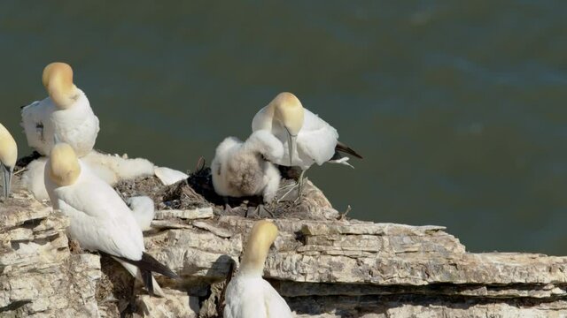Northern Gannets nesting on Scale Nab part of Bempton Cliffs, near Flamborough Head, East Yorkshire, UK