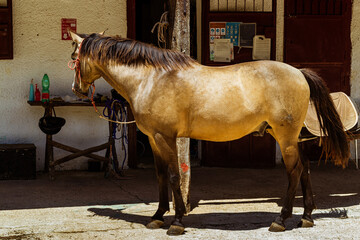 Obraz premium Thoroughbred horses in rural setting