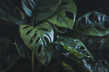 Green leafs of monstera adansonii (monkey), protruding from the shadows © Grega