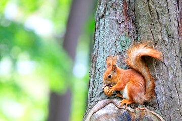 An orange squirrel found a walnut in the forest, sits on a tree and gnaws a nut.