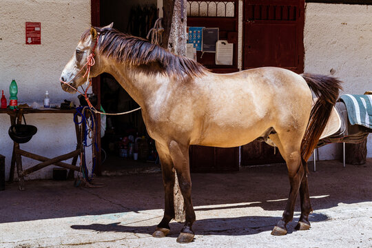 Thoroughbred horses in rural setting