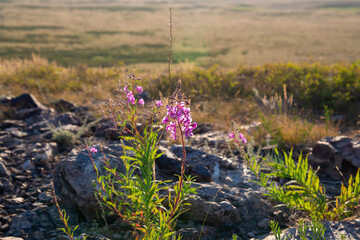 Lilac pink flower on the stones on the hill.