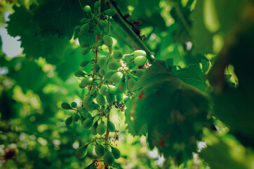 Selective focus on a fresh green grape on a vine.  Blurry foreground and background.