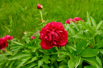 Bright red peony flowers. Natural background. 