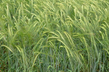 Obraz premium Green wheat on field