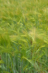 Green wheat