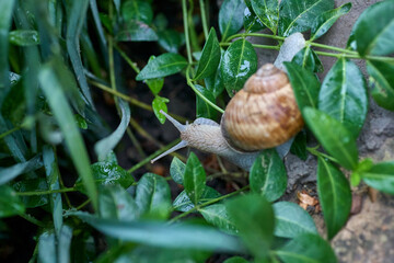 Close up small snail on green leaf in the garden
