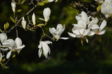 Magnolia Blanca 