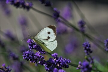 butterfly on lavender