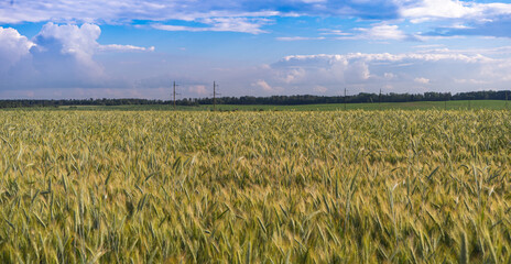 Wheat field with ripe ears under a blue sky