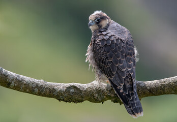 Peregrine Falcon Perched