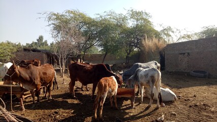 A few visible cow calves in a village