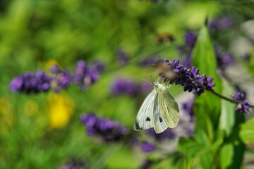 butterfly on lavender flower 