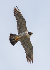 Peregrine Falcon Flying