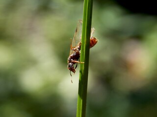an ant is trying to fly