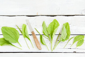 Wegerich Breitwegerich Blüten Blätter Tisch Brett