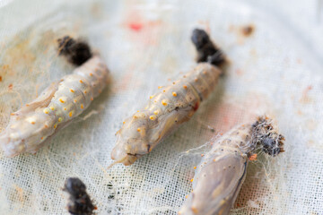 Butterfly Life Cycle