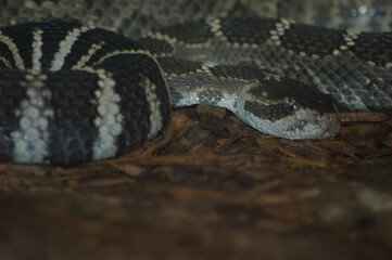 Pacific Rattlesnake