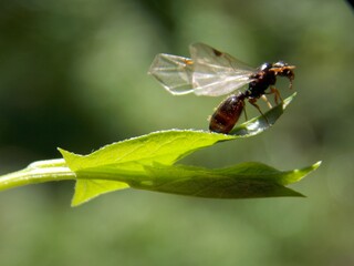 an ant is trying to fly