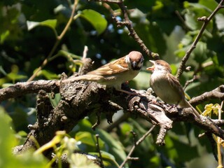 the mother sparrow feeds the cub