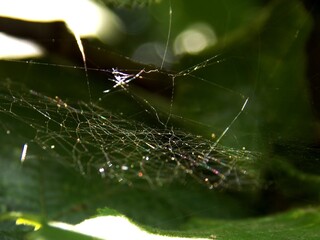 a spider web illuminated by the sun