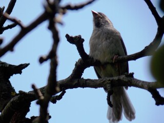 a sparrow on a dry branch