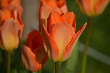 Flores, tulipanes, naranja. Ginebra, Suiza, La Per du Lac, primavera.
