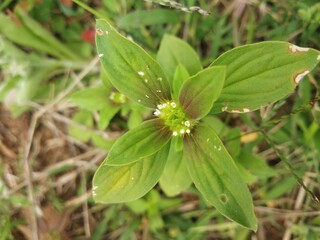 wild strawberry plant