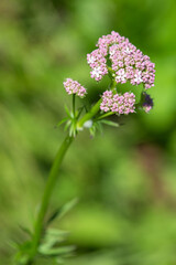 Macrophotographie de fleur sauvage - Valériane dioïque rose - Valeriana dioica