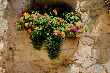 flowers on the wall