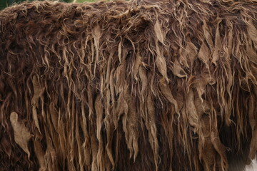 background texture of wild brown hair scottish cow