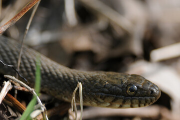 Rat Snake